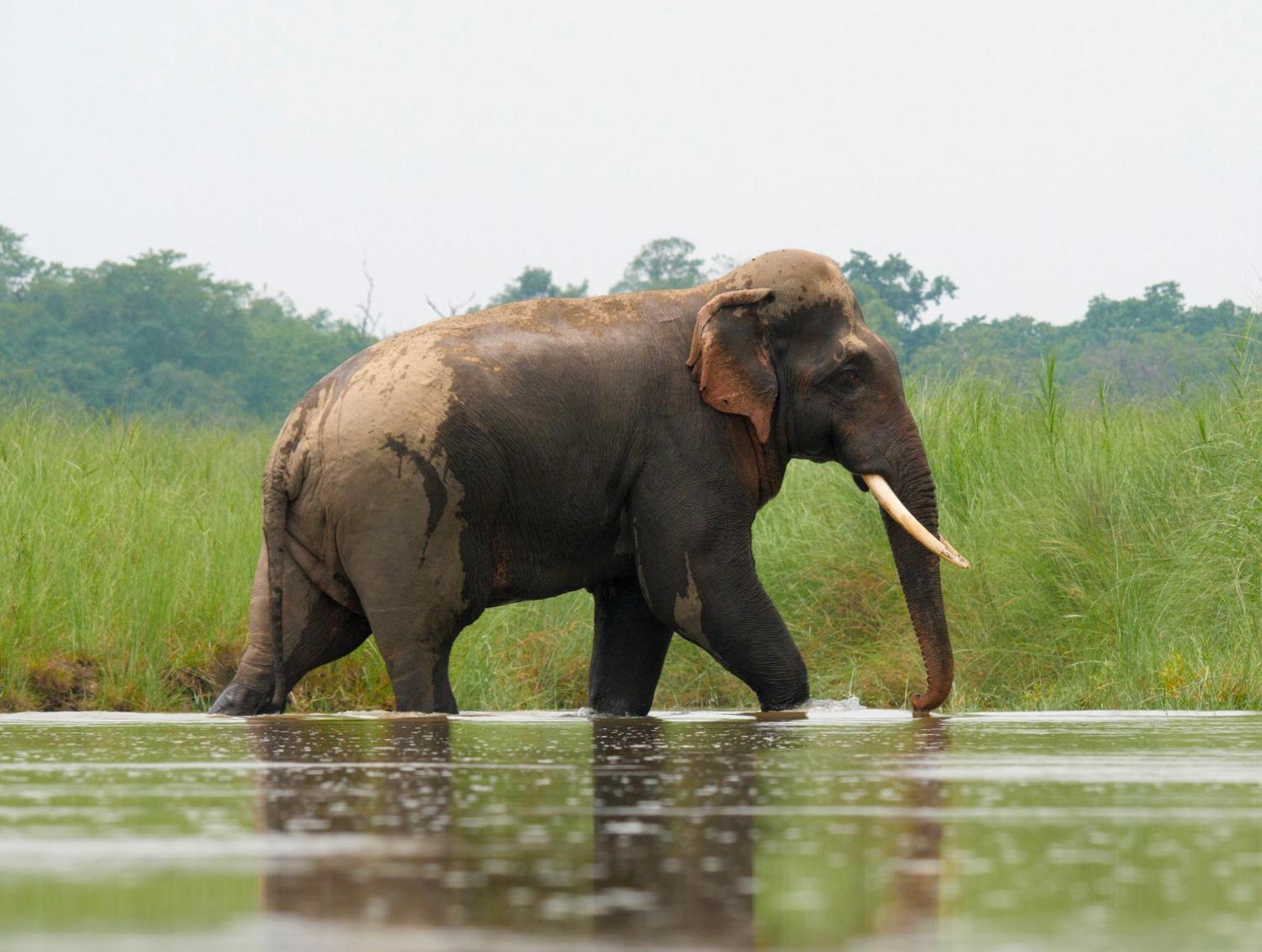 Отель Family House - Bardia National Park Bardiya Экстерьер фото